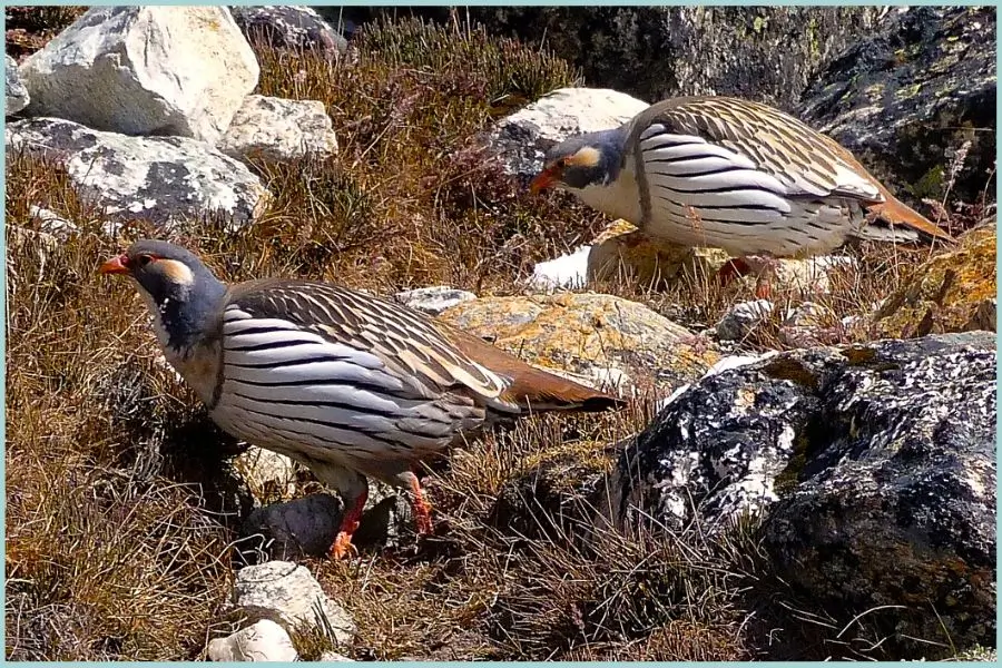 Himalayan snowcock perched on rocky terrain in Ladakh, displaying its black and white plumage