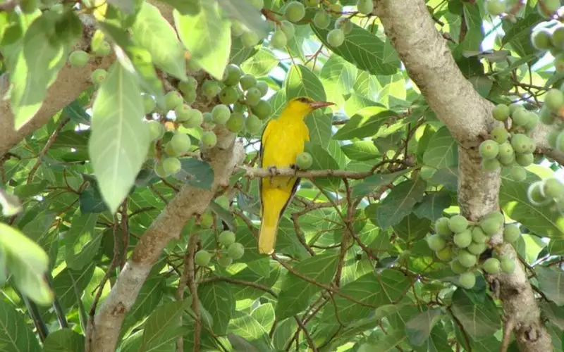 Indian Oriole
