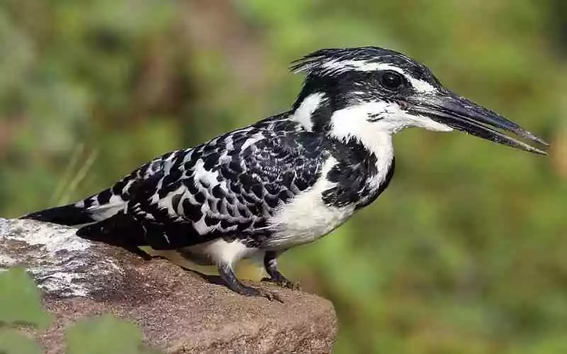 Pied King Fisher