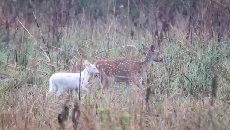 Rare White Deer Spotted In Uttar Pradesh’s Katrniya Ghat Wildlife Sanctuary