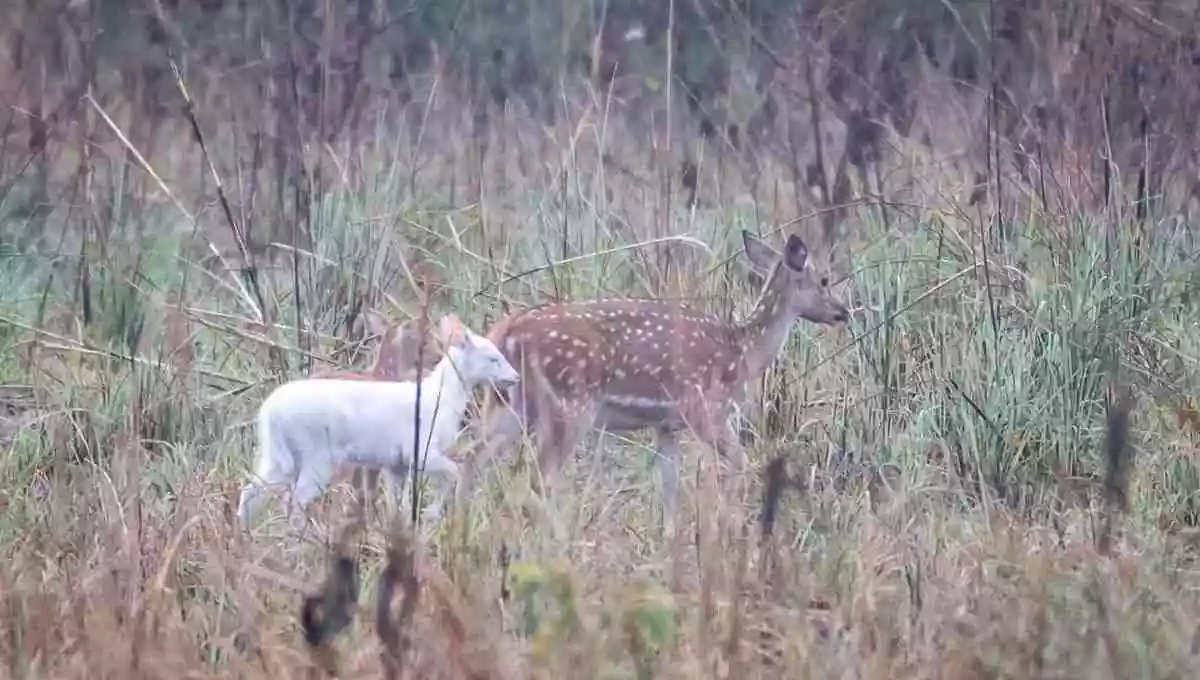 Rare White Deer Spotted In Uttar Pradesh's Katrniya Ghat Wildlife Sanctuary
