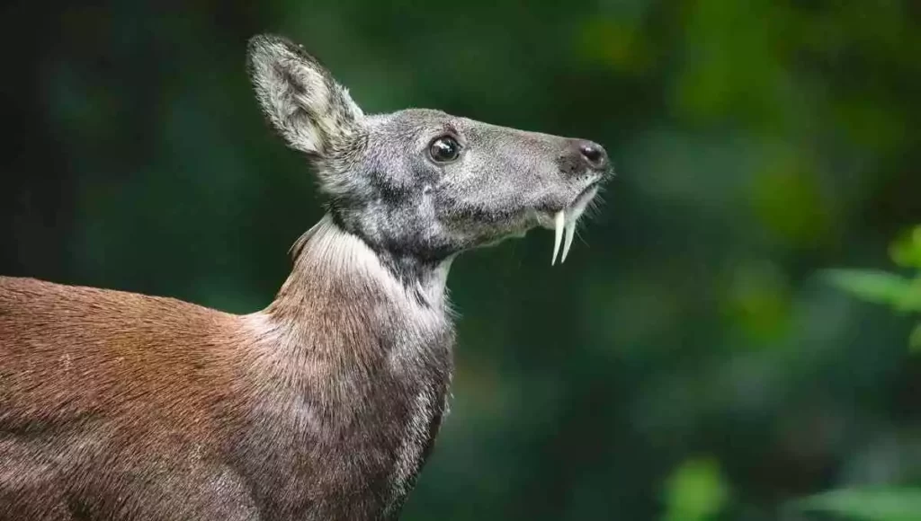 Siberian Musk Deer