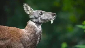 Siberian Musk Deer (Vampire Deer) – Facts, Habitat, Diet, Size