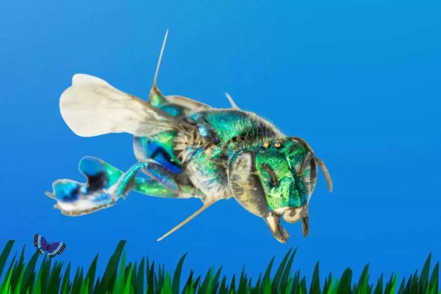 The Green Orchid Bee