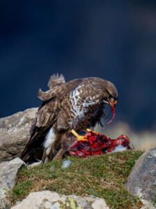 The Most Badass Birds on Earth