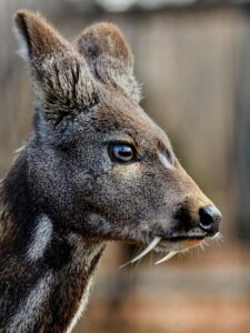 This Deer Musk Glands Price is $45,000 US Dollars