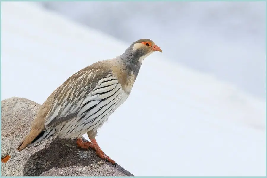 Tibetan snowcock standing on rocky ground in Ladakh, showcasing its black and white feathers