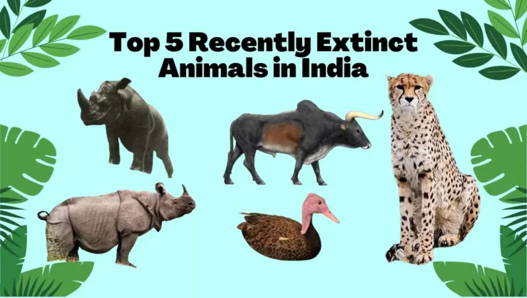 5 Recently Extinct Animals in India – Pictures & Their Stories