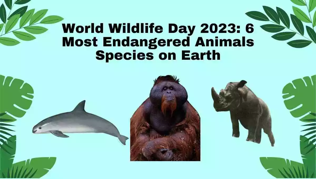 World Wildlife Day 2023: 6 Most Endangered Animals Species on Earth