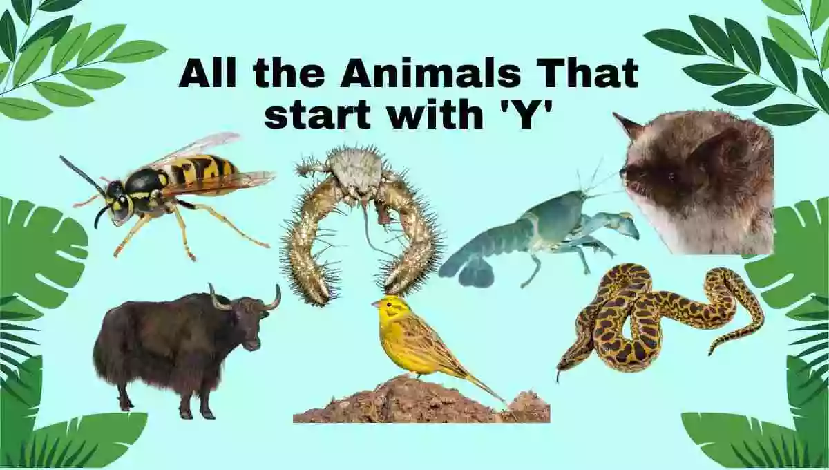 animals that start with y