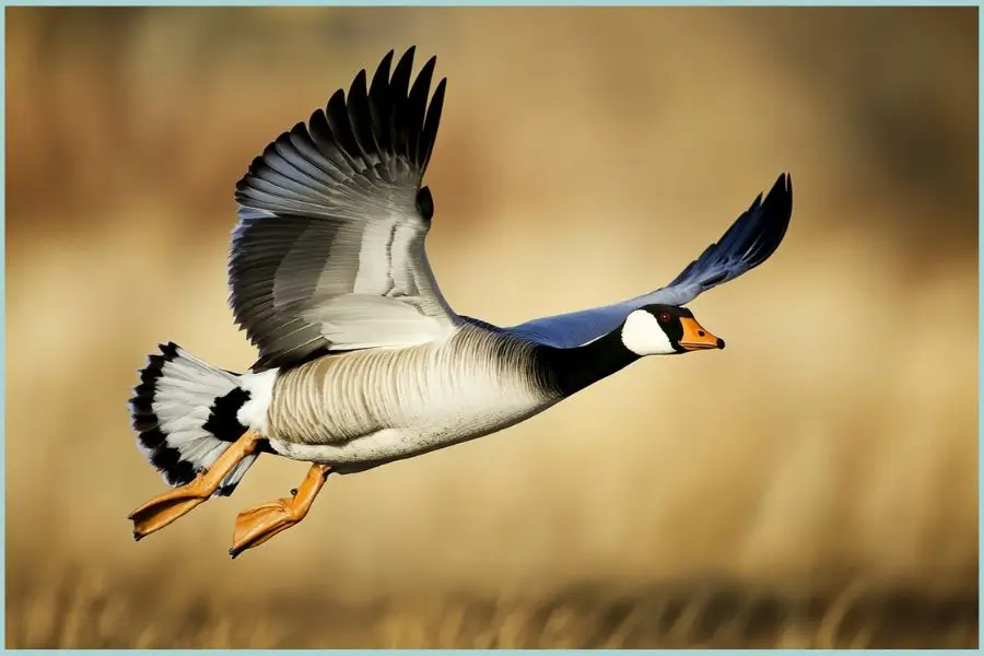 Bar-headed goose with black stripes on its head and white body, flying over Ladakh's lakes