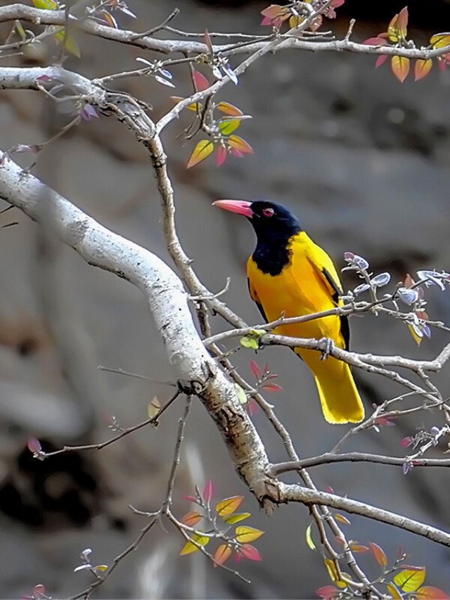 Discover 8 Beautiful Birds in West Bengal