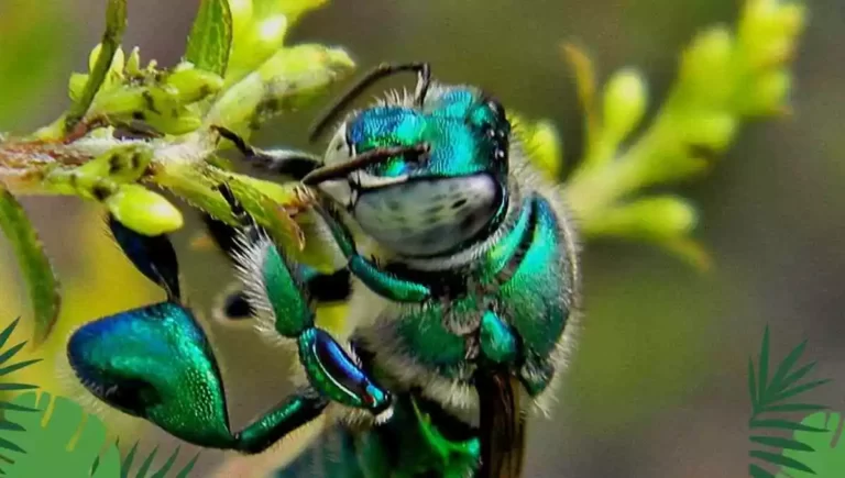 Discover Beautiful Green Bees in Florida