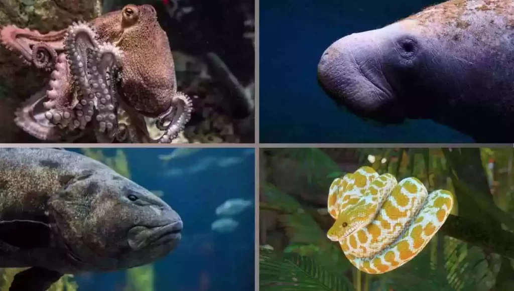 7 Animals with No Neck