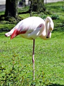 8 Birds With Long Legs That’ll Amaze You