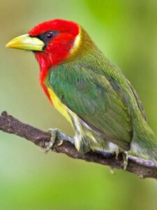 9 Stunning Birds with Red Head