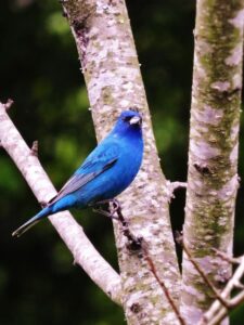 Meet 11 Blue Birds in Massachusetts