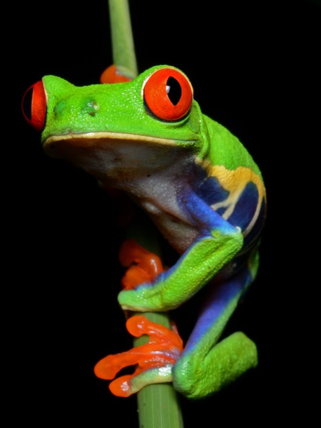 Top 9 Beautiful Frogs in Costa Rica