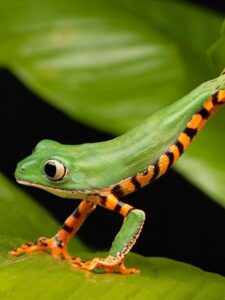 Top 9 Beautiful Frogs in Florida