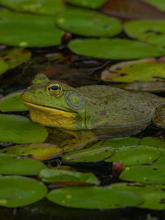 Meet Largest Frog Species in Florida