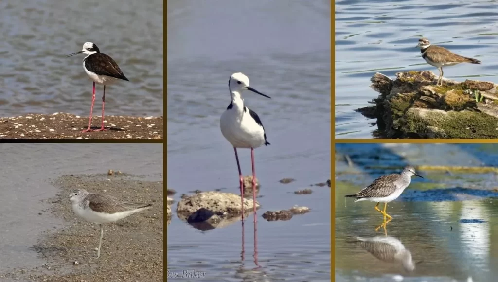 Small Birds with Long Legs