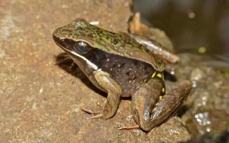 Warszewitsch's frog