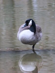 Why do Geese Stand on One Leg? Explained