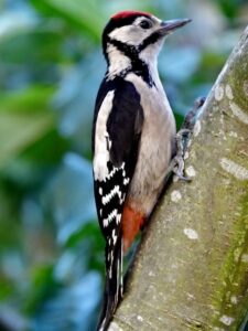 Meet 7 Amazing Woodpeckers in SC