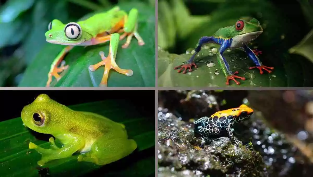 frogs in costa rica