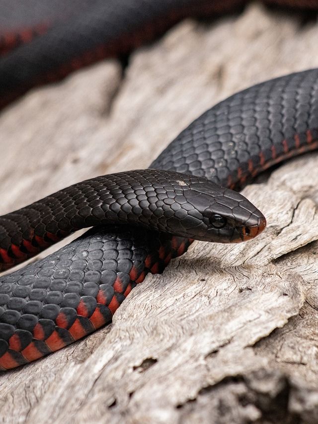 7 Snakes in Alabama That Will Take Your Breath Away