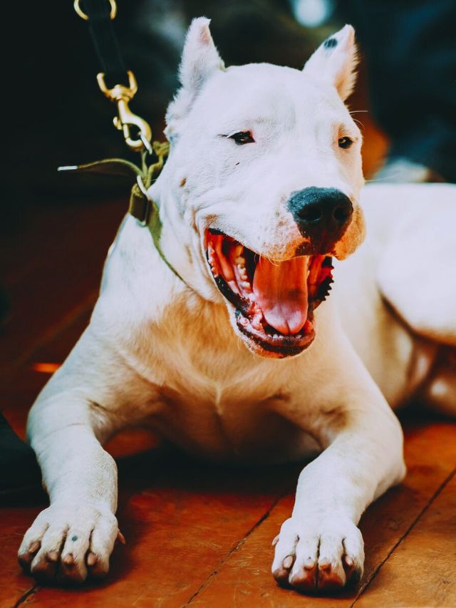 9-most-dangerous-dog-breeds-in-uk-2023