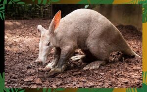 Aardvarks: A Fascinating and Unique Animal