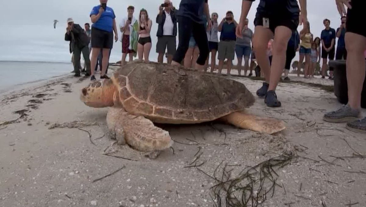 Sea Turtle Released After 10 Years of Rehabilitation