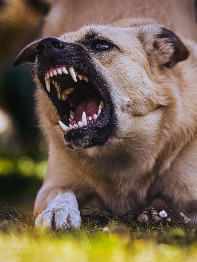 Top 10 Dangerous Dog Breeds in 2023