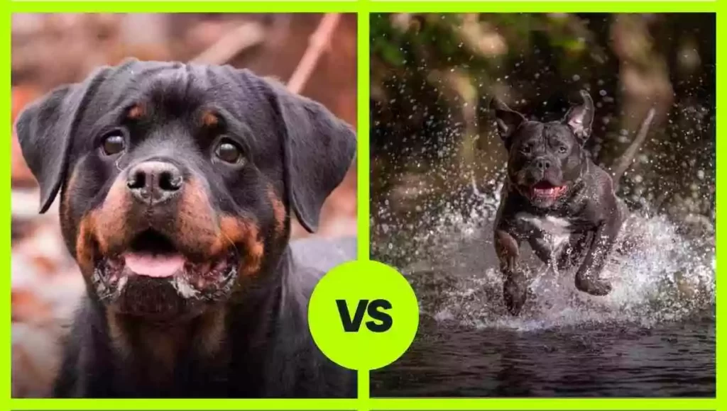 American Bully vs Rottweiler