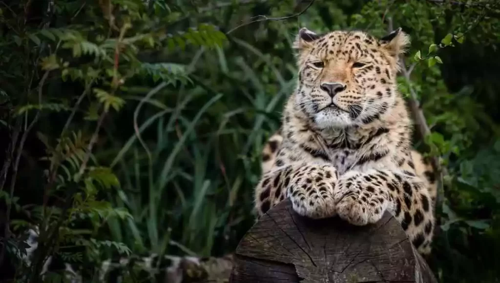 Amur Leopards Are Left in 2023