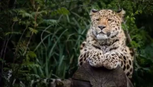 How Many Amur Leopards Are Left in 2024?