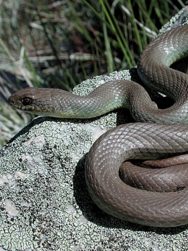 The 8 Biggest Snakes In Idaho