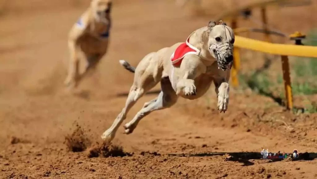 Fastest Dog Breeds in the World