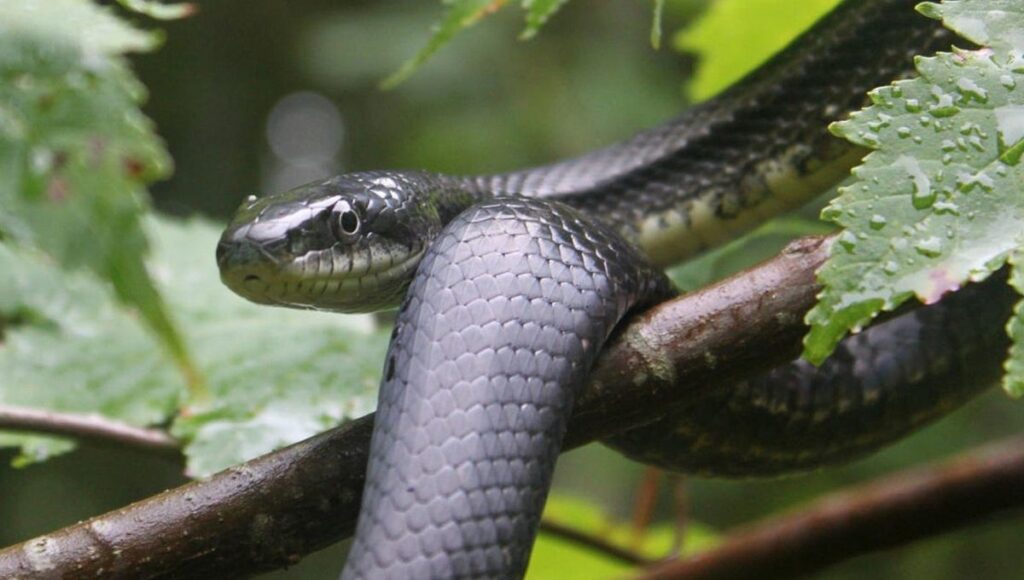 Large Snakes in Indiana