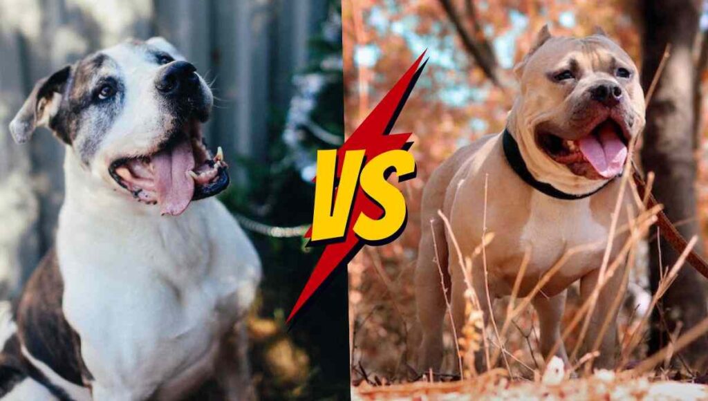 Male Pit Bull vs. Female Pit Bull