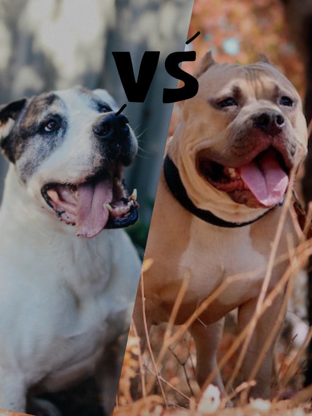 Male Pit Bull Vs Female Pit Bull