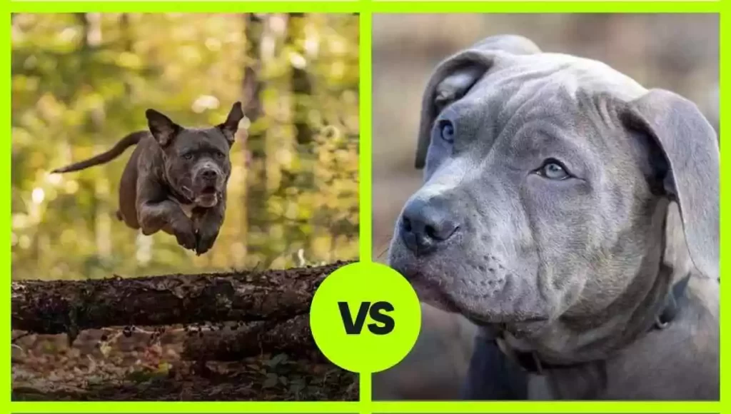 The American Bully vs the pitbull