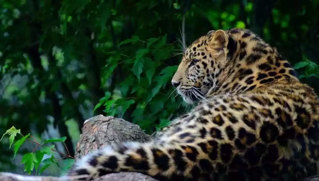 amur leopard