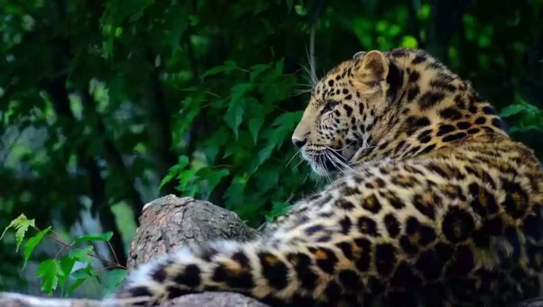 The Amur Leopard: The Most Endangered Big Cat in the World