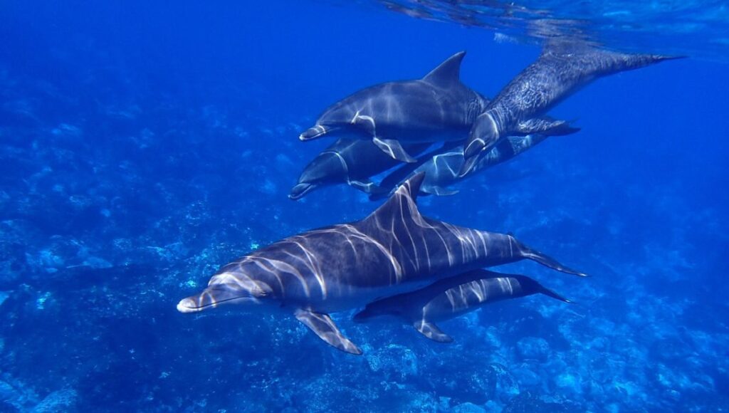 15 Animals Died at Marineland in 4 Years