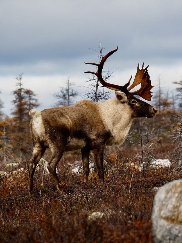 tundra-animal-list-facts-adaptations-pictures