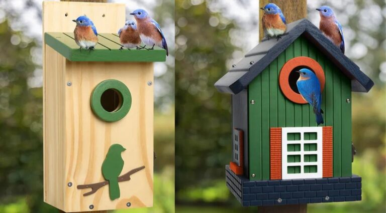 3 Best Wooden Birds Houses for Bluebirds, Wrens under $30