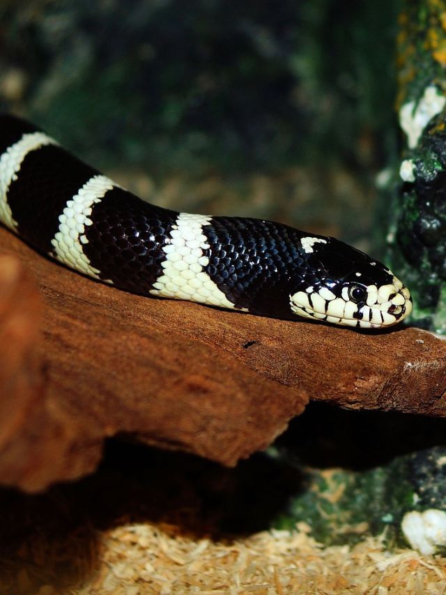 8-black-snakes-with-a-ring-around-neck