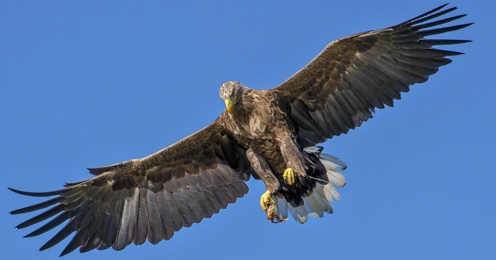 Eagle Attacks Small Dog